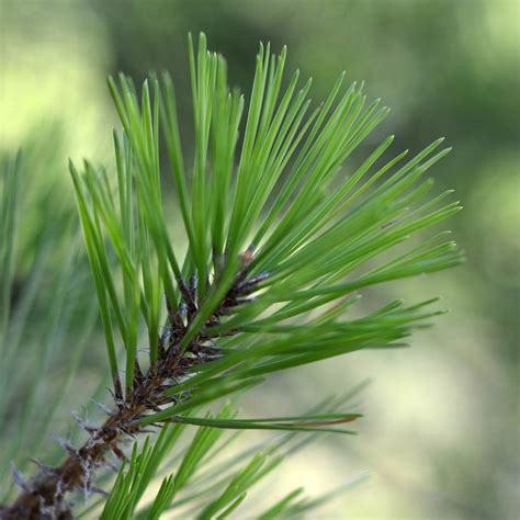 Pine Tree Leaves