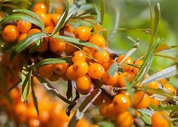 Image result for Buckthorn Sea Climate