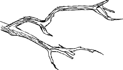 Sketching Tree Limbs 的图像结果