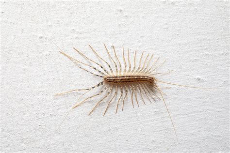 How to Get Rid of House Centipedes | Family Handyman