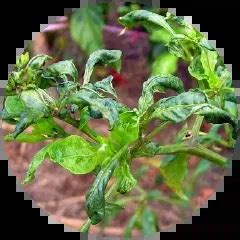 Agriculture Products Online | Buy Agricultural Products Online