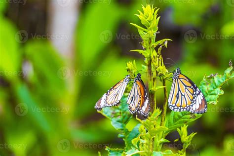 Orange black yellow butterfly butterflies insect on green plant ...