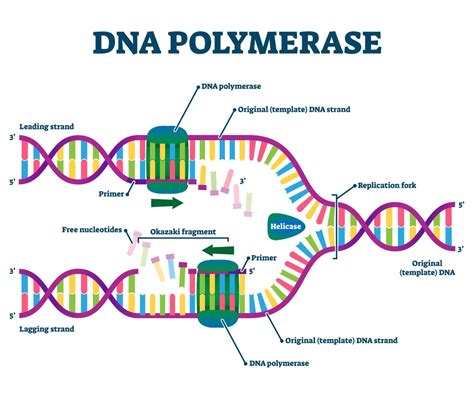 Image result for DNA Polymerase Function