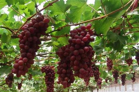 葡萄种植技术与管理方法 - 致富热