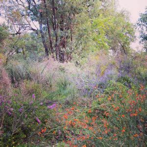 Bushland Weeding, Bradford Street, Perth, WA, Australia, Western ...