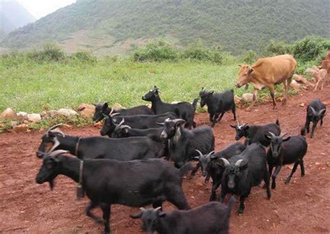 黑山羊养殖|黑山羊养殖基地|黑山羊养殖技术|养羊场|湘美黑山羊