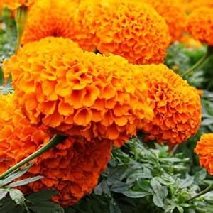 DEYS AGRO ™ genda phool seeds hybrid (102 per packet) flower seeds for ...