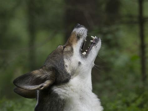 Image result for Coolest Wolves Howling