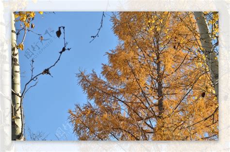 秋天的白杨树 - 新疆, 秋天, 白杨, leica - 五柳先生 - 图虫摄影网