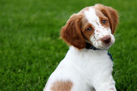 Bear. A puppy. | Brittany dog, Brittany puppies, Brittany spaniel dogs