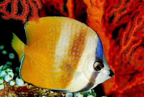 Image result for butterfly fish
