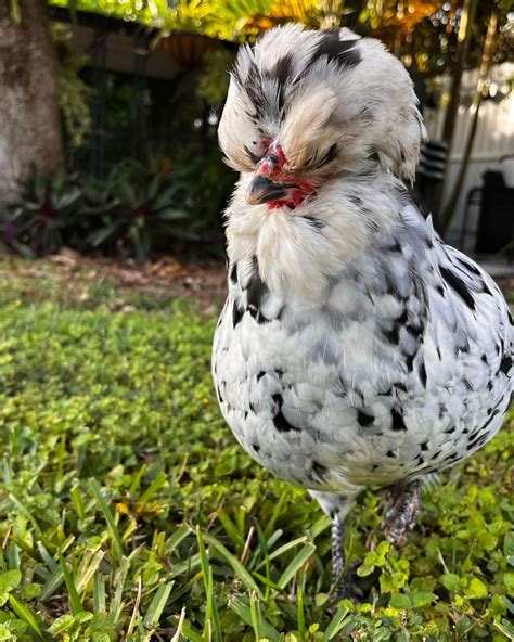 Mottled Houdan Chicken