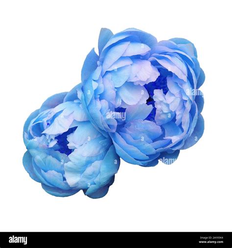 Beautiful fresh blue colored peony flowers in full bloom Stock Photo ...