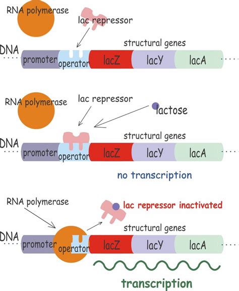 Image result for Lac Operon Flow Chart