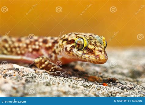 Hemidactylus Turcicus or Mediterranean House Gecko Stock Photo - Image ...
