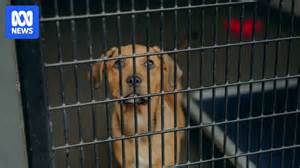 Image result for Voluntary Surrender of Animals