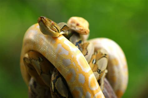 Retic Python 的图像结果