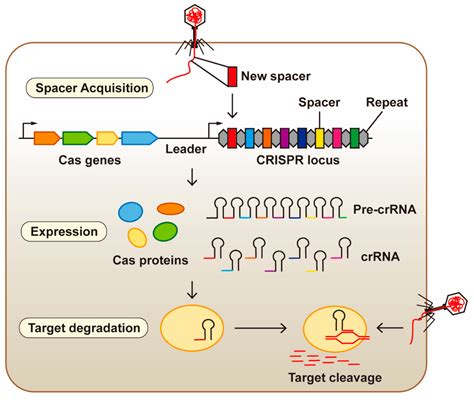 Clustered Regularly Interspaced Short Palindromic Repeat/CRISPR ...