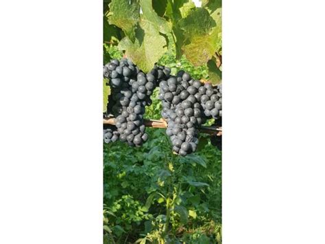 Verkaufe Zweigelt-Trauben Ernte 2020 - weinanzeiger.com - gratis ...