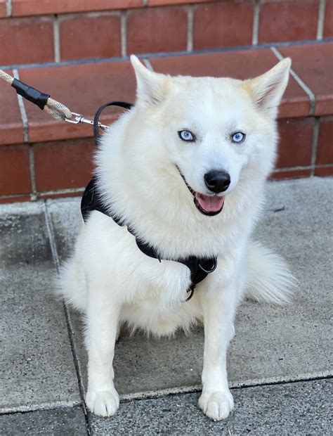 Husky Pomeranian Mix