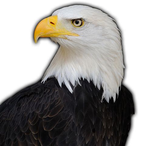 American Symbols 的图像结果