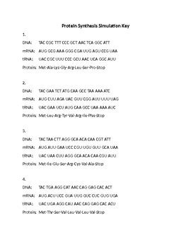 Image result for Protein Synthesis Race Answer Key