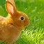 Image result for Cute Baby Rabbit Pictures