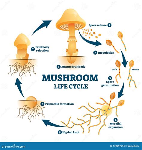 Mushroom Anatomy Life Cycle Stages Diagram Stock Vector - Illustration ...