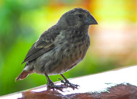 Cannundrums: Medium Ground Finch