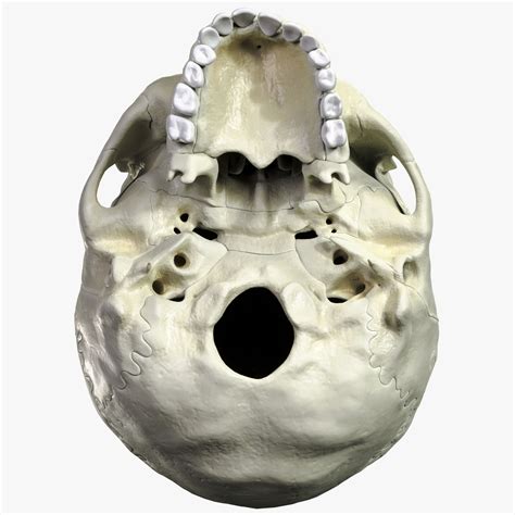Anatomical atlas of the human skull 3d model