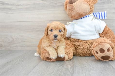 Newborn Cavapoo 的图像结果