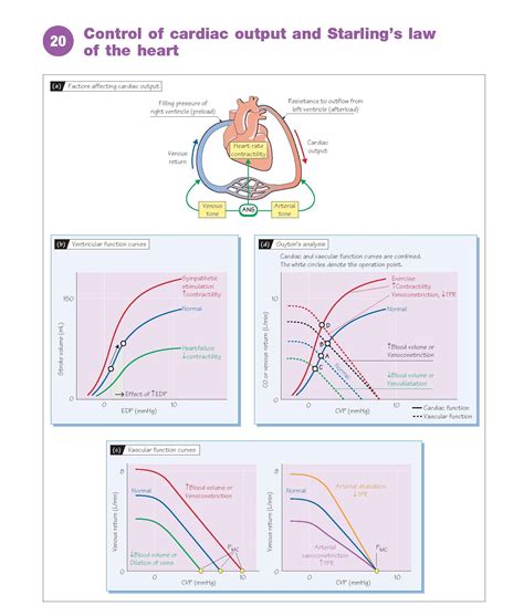 Control of Cardiac Output and Starling’s Law of The Heart - pediagenosis