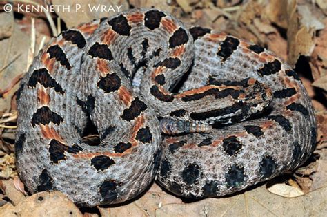 Snake Identification Guide 的图像结果