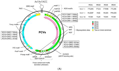 Advances in Crosstalk between Porcine Circoviruses and Host