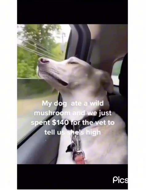 Funny Cute Dogs Videos - One News Page VIDEO