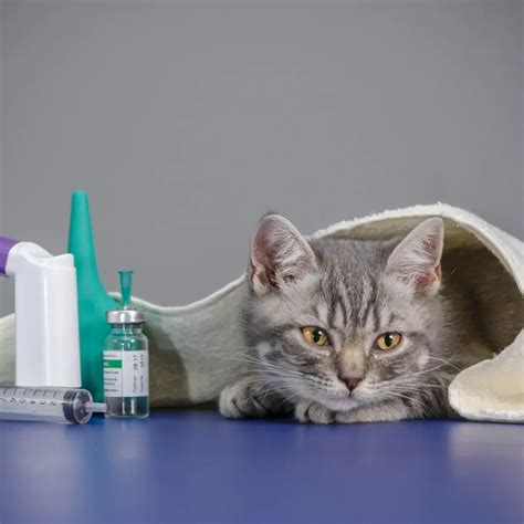 Veterinary Medical Store | Shreehari Medical Distributor | Uruli Kanchan