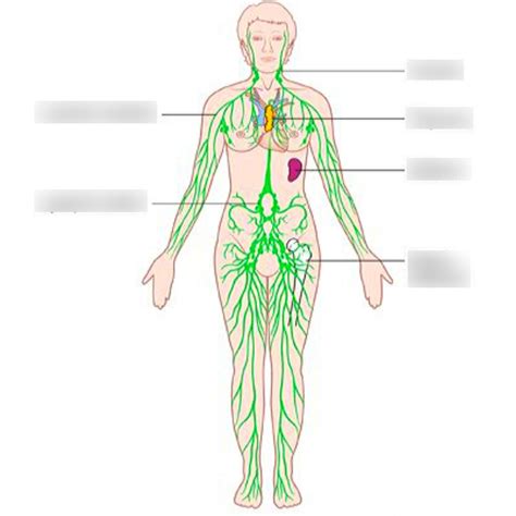 Image result for Map of Lymphatic System