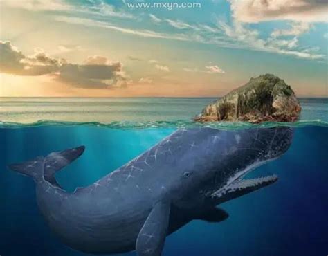 梦见鲸鱼岛是什么意思预兆 - 原版周公解梦大全