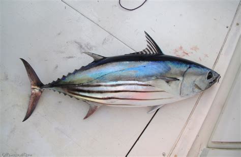 High Quality Skipjack Tuna Canned in Water Product - Tuna Skipjack ...