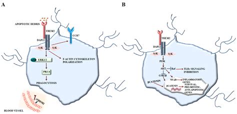 Microglia and Aging: The Role of the TREM2–DAP12 and CX3CL1-CX3CR1 Axes