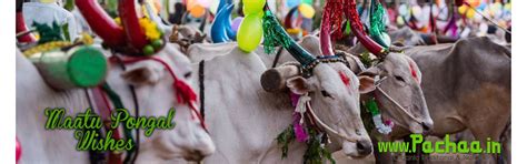 Pachaa Traders - Organic Traditional, Natural, Herbal product Wholesalers