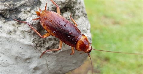 Image result for Large Cockroach Attack