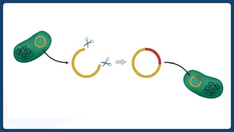 Genetic Engineering 的图像结果