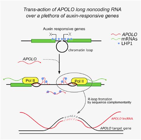 RNA Transcript Loop 的图像结果