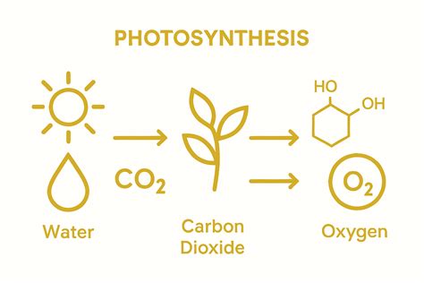 Icons showing sunlight, water, carbon dioxide entering a plant, producing oxygen and glucose
