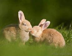 Image result for Happy Anniversy Images with Bunnies Kissing