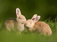 Image result for Bugs Bunny Kiss