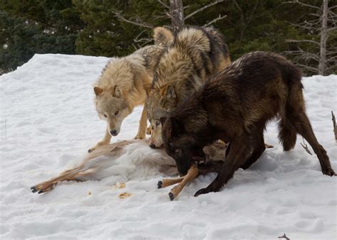 Wolves Fighting 的图像结果