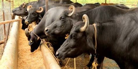 पशुधनास द्या पौष्टिक आहार