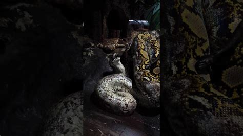 Image result for Blood Python Eating Rabbit